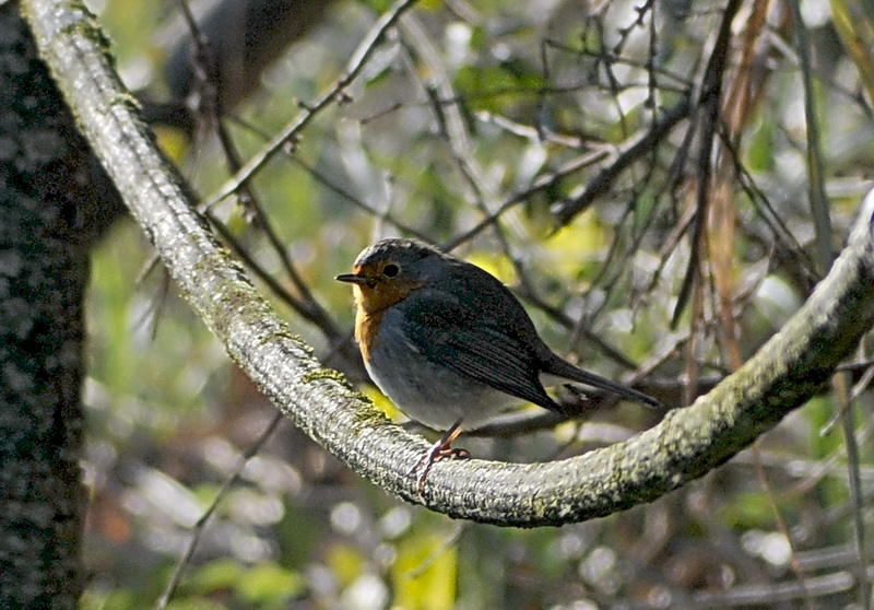 Stagno di Focognano